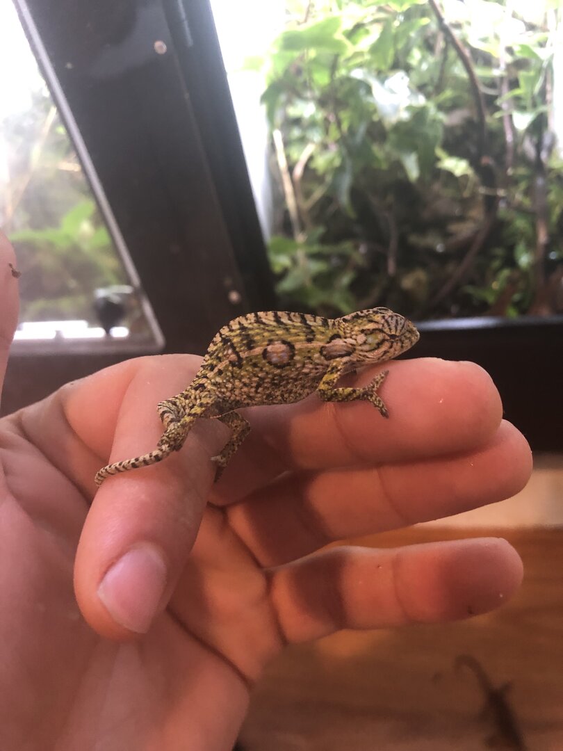 male baby lat 1.jpg