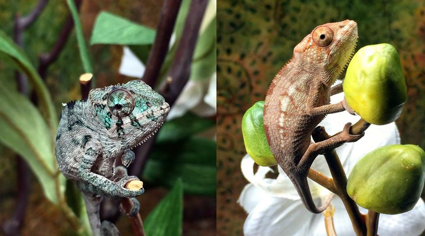 Male&femaleR&K copy.jpg