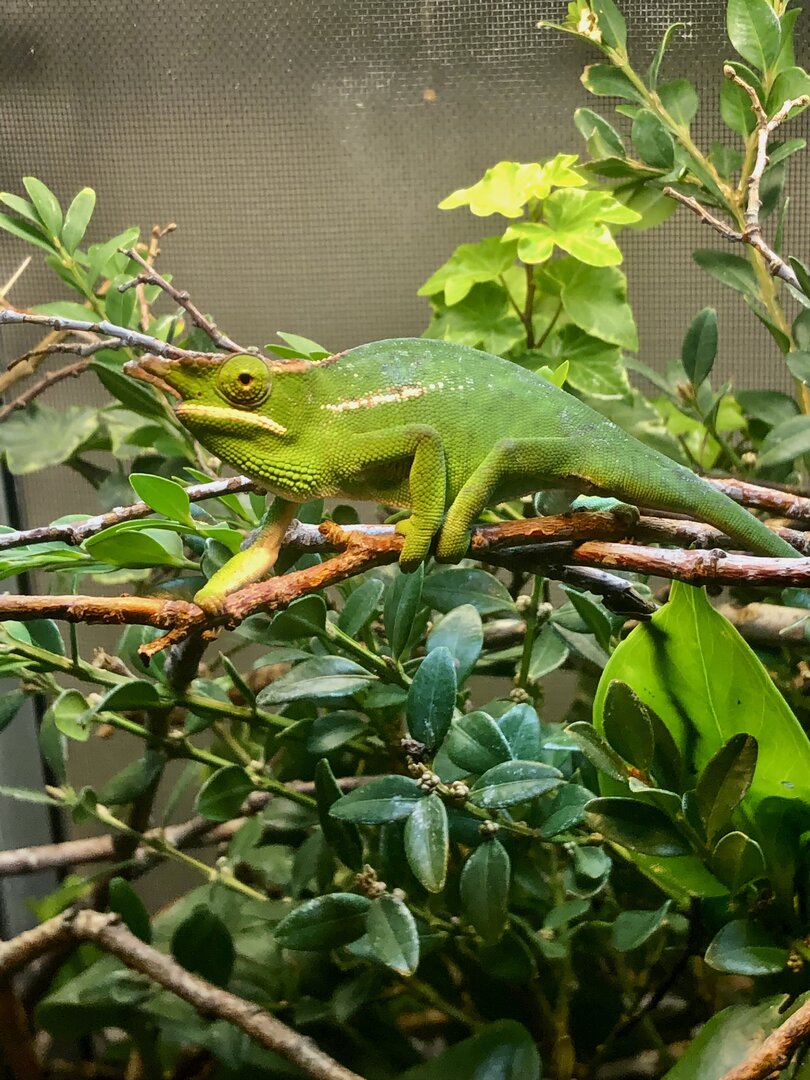 male willsii.jpg
