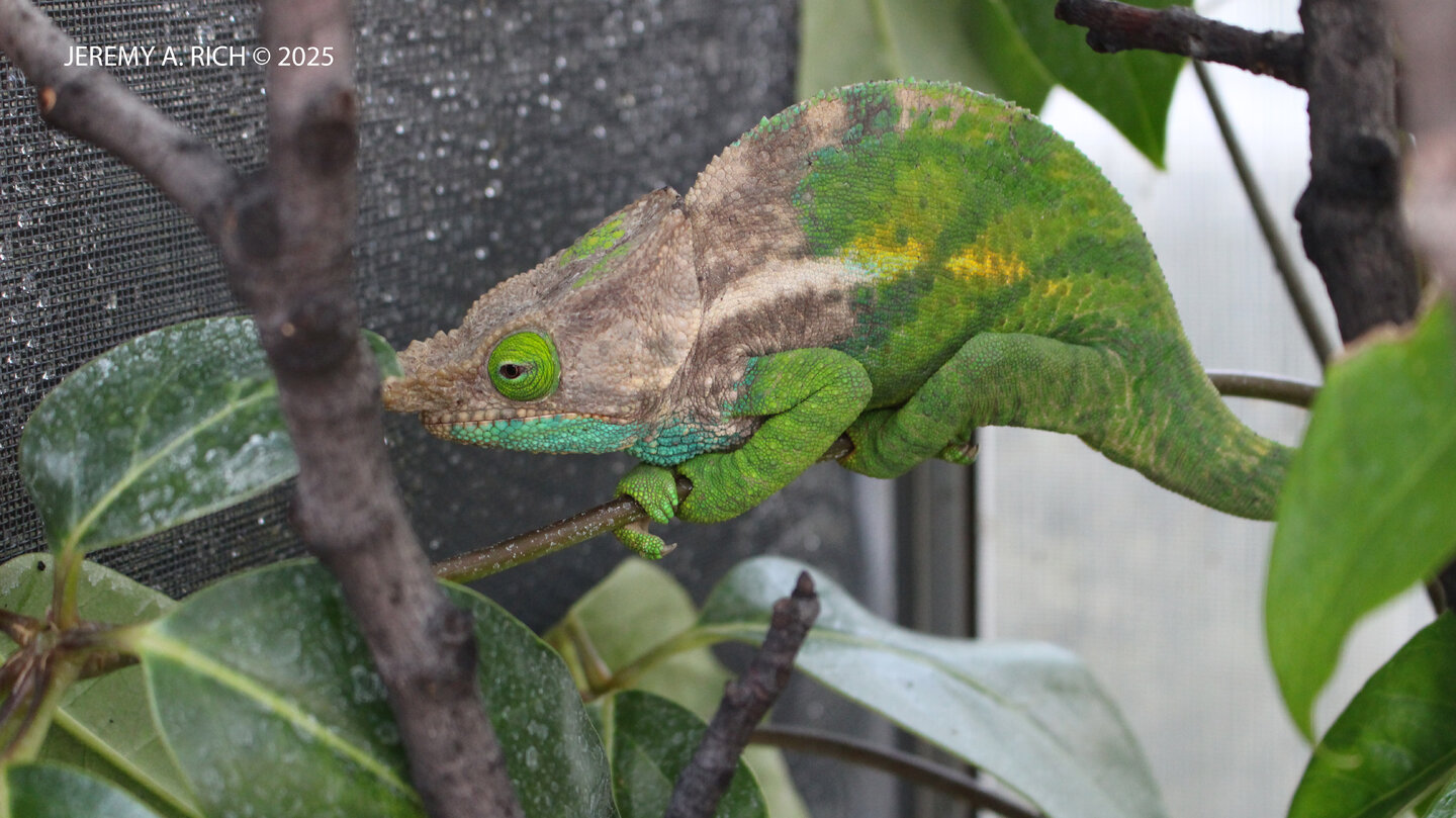 Male1CalummaOshaughnessyi8 - Copy.JPG