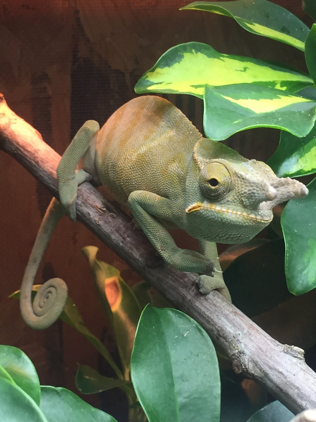 Male4.JPG