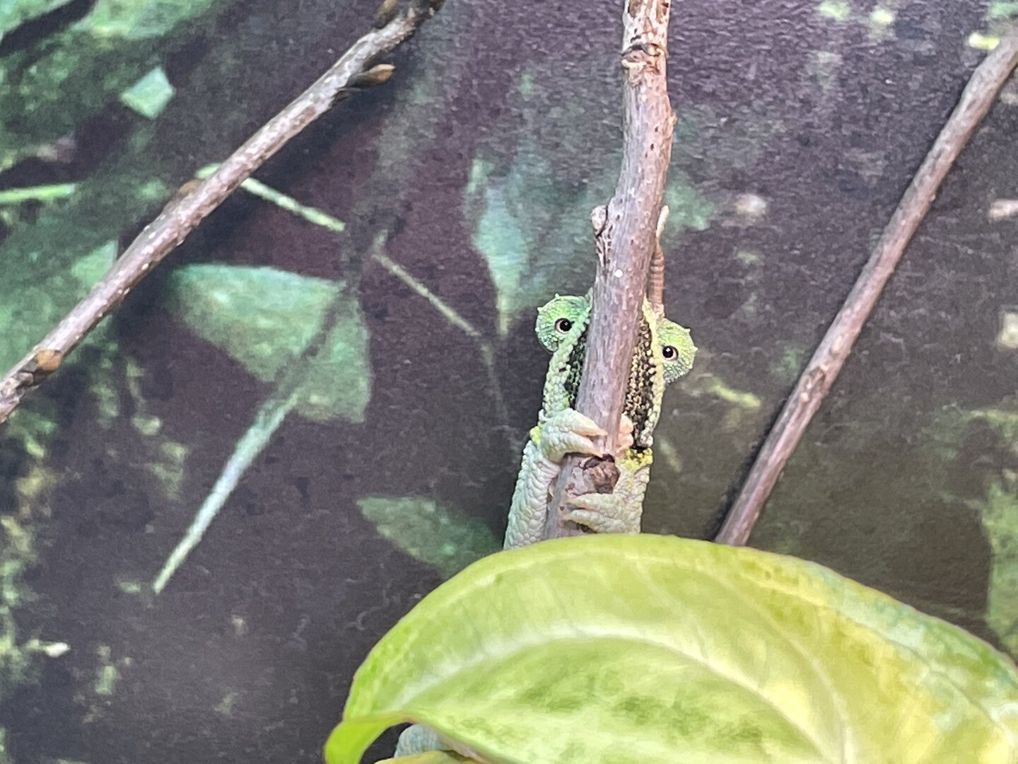 Mara_hiding.jpg