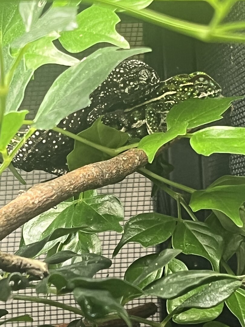 Mating F1 campani 1.jpg