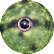 Mellers eye 4 (1).png
