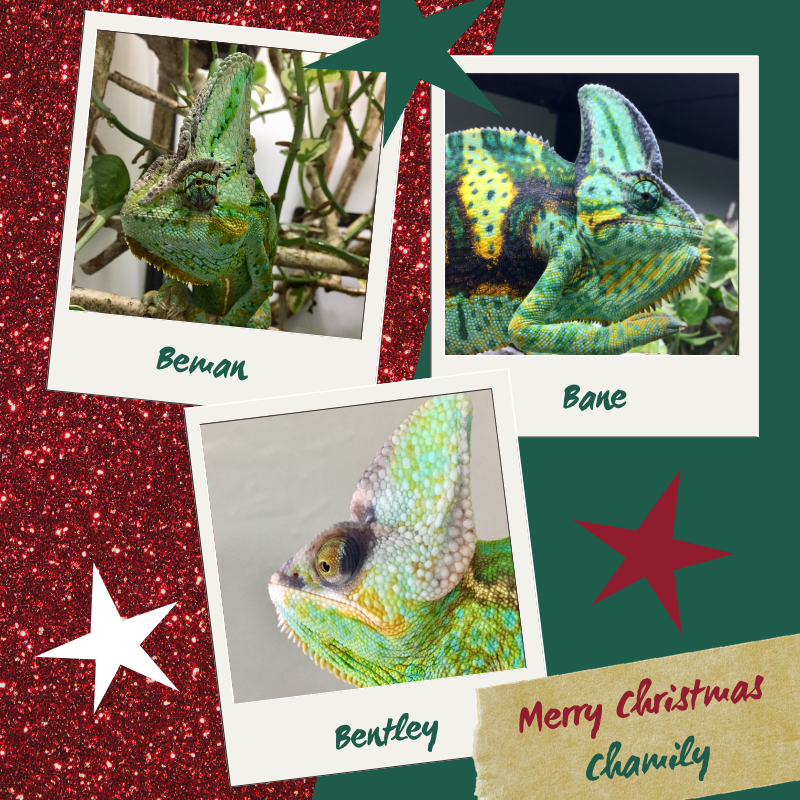 Merry Christmas Chamily.png