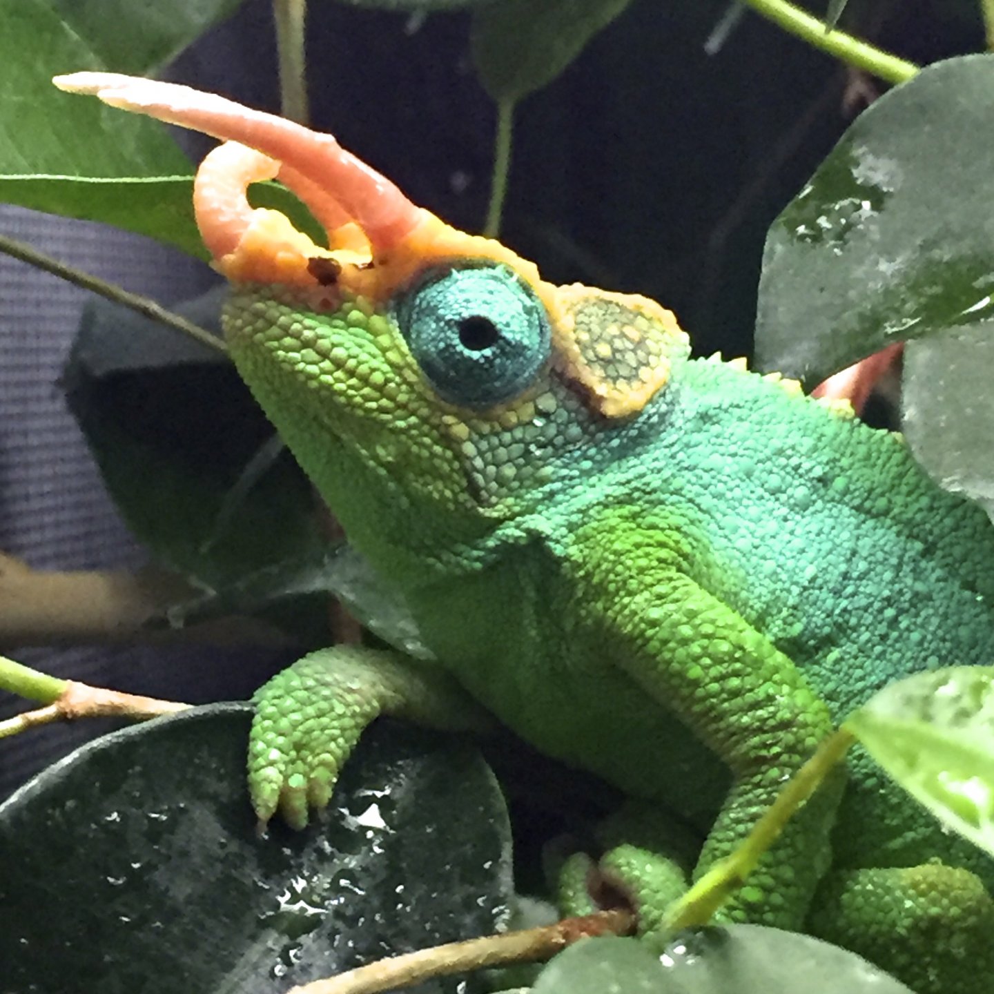 9 Ladybug Artworks MessageNote