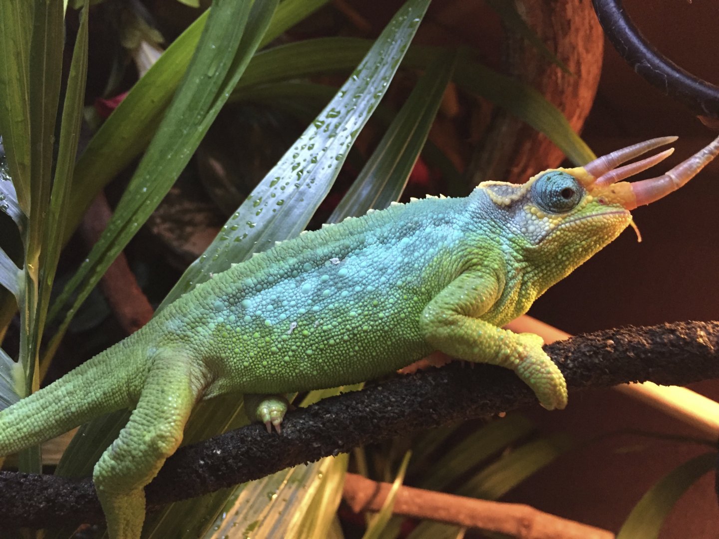 Rainbow Jackson? Chameleon Forums
