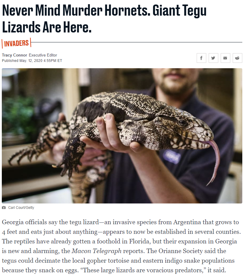 murder tegu.png