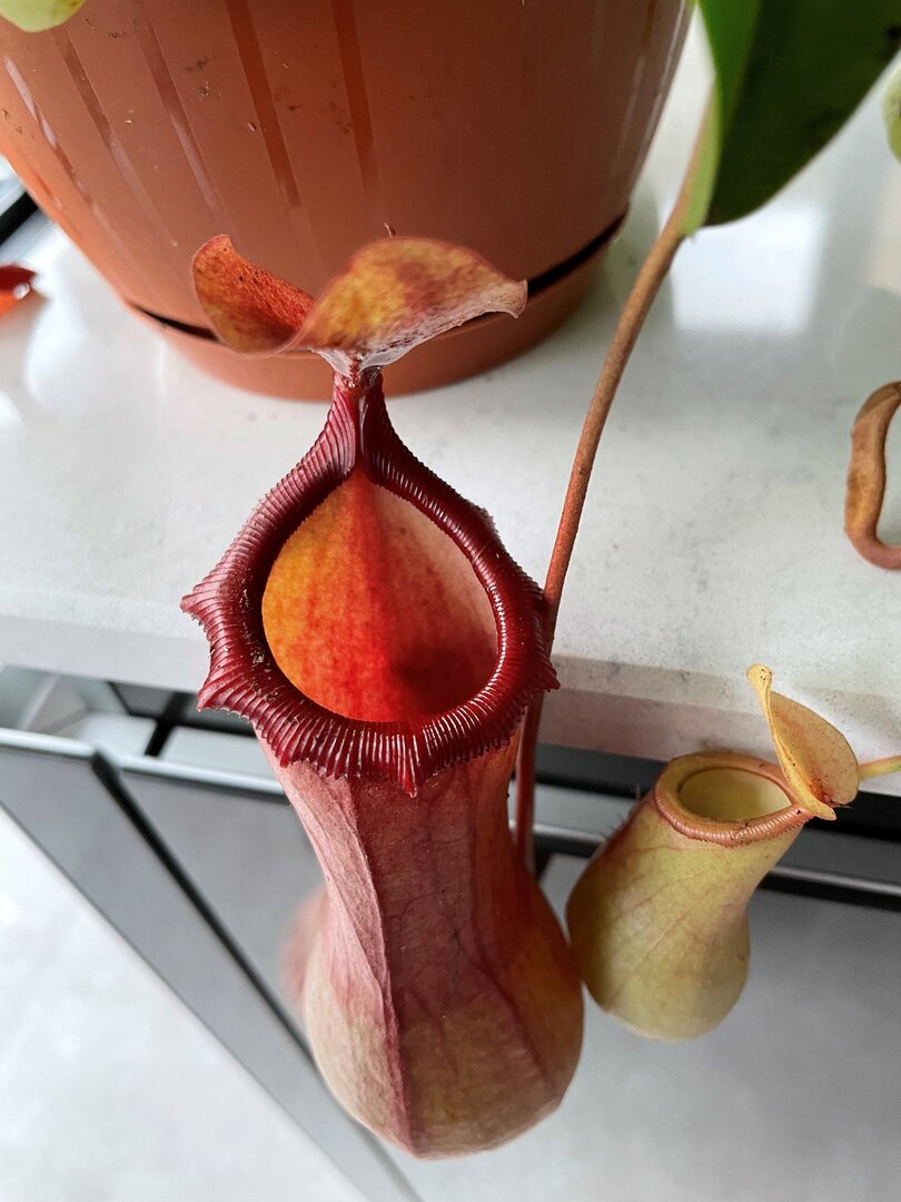 Nepenthes.jpg