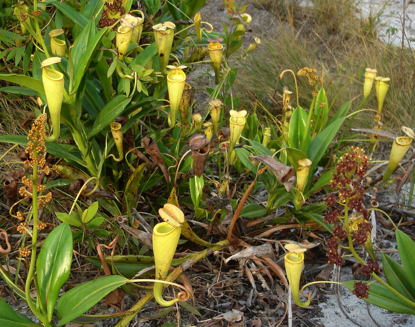 Nepenthes_madagascariensis_plants (1).jpg