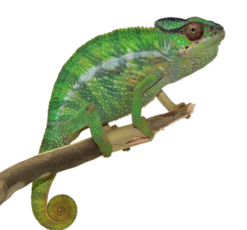 Nosy Mitsio - Canvas Chameleons - Wild Caught (1).png
