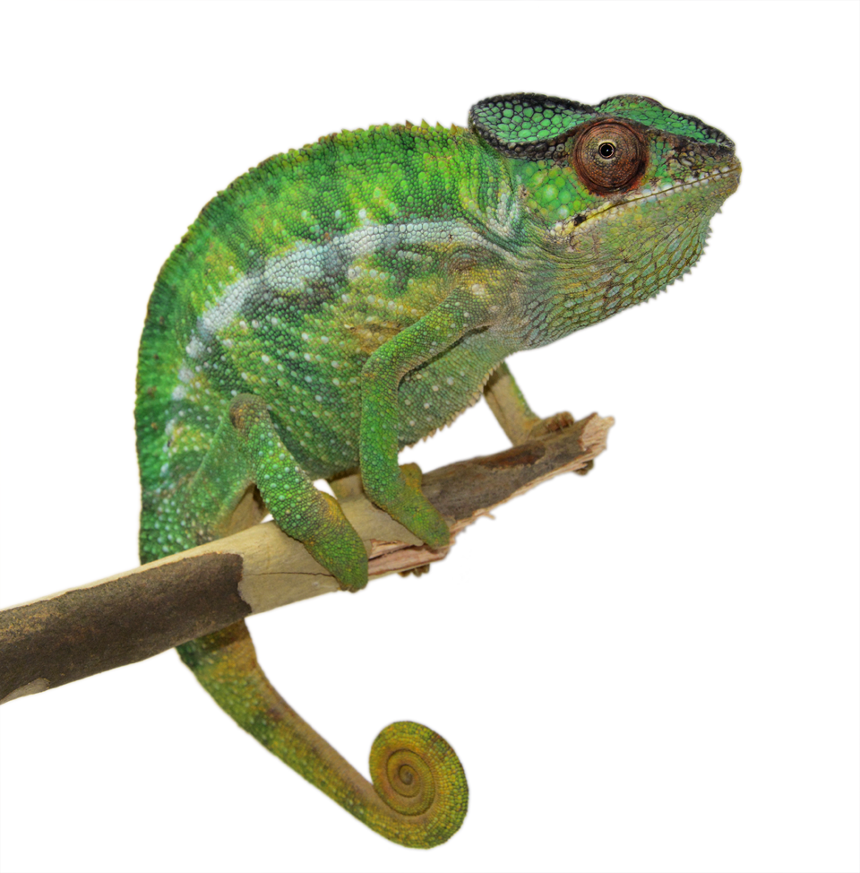 Nosy Mitsio - Canvas Chameleons - Wild Caught (2).png