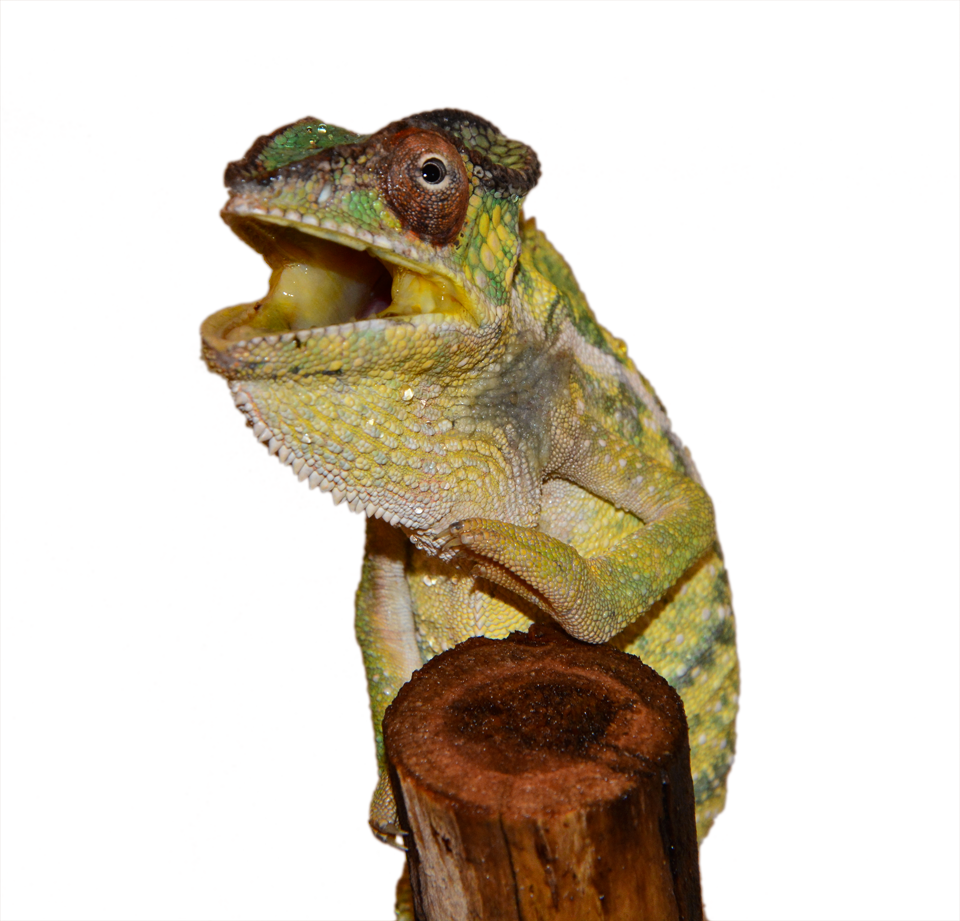 Nosy Mitsio - Canvas Chameleons - Wild Caught (3).png