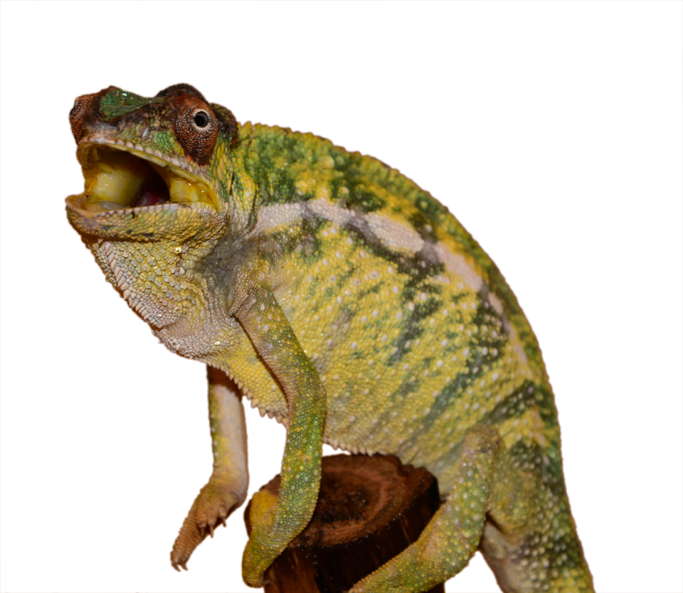 Nosy Mitsio - Canvas Chameleons - Wild Caught (4).png