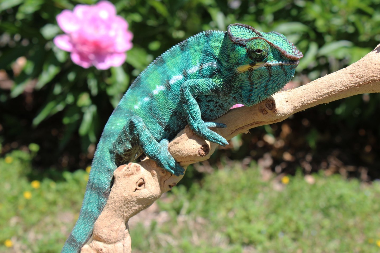 US - Nosy Be Male Panther Chameleon | Chameleon Forums