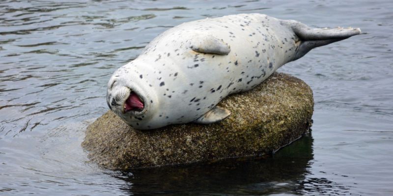 o-LAUGHING-SEAL-3-facebook.jpg.cf.jpg