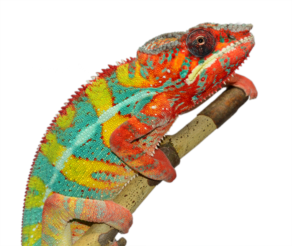 Outline - Ambilobe Sire - Panther Chameleon - Canvas Chameleons (2).png