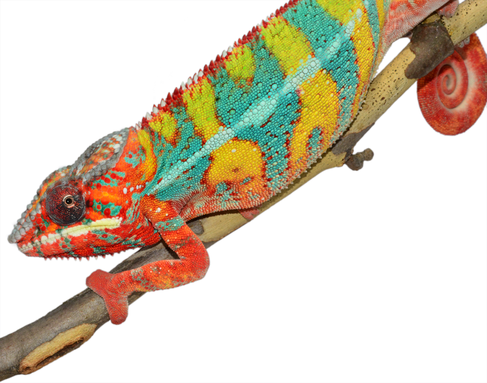 Outline - Ambilobe Sire - Panther Chameleon - Canvas Chameleons (3).png