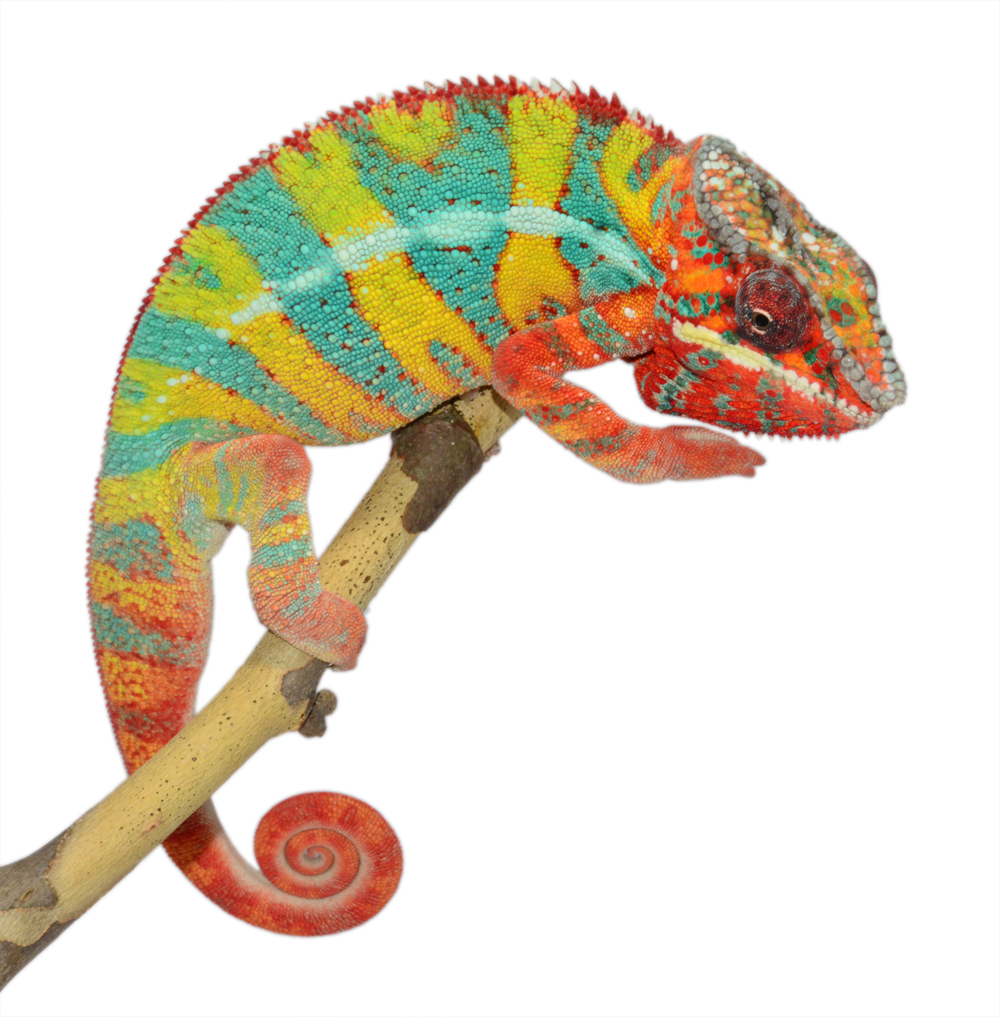 Outline - Ambilobe Sire - Panther Chameleon - Canvas Chameleons (4).png