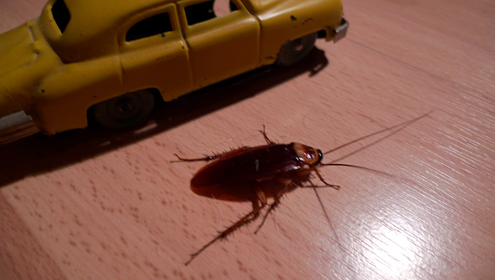 p1050829.jpg