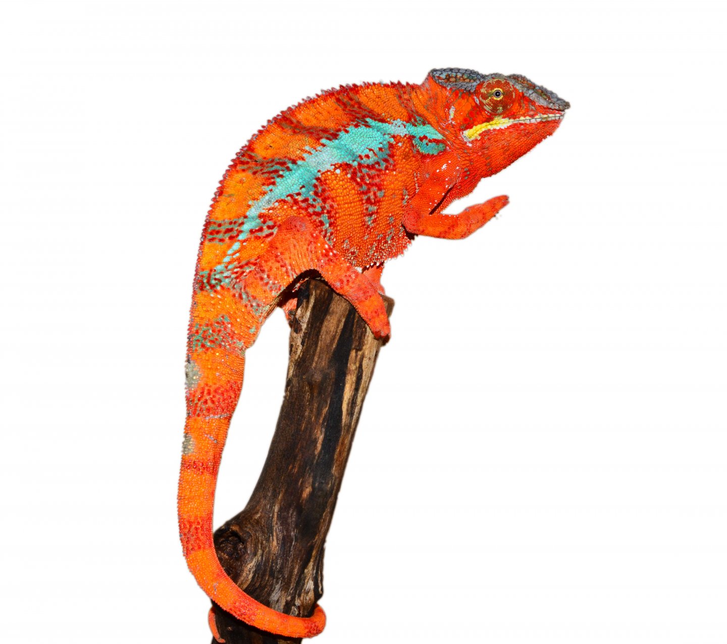 Panther Chameleon - Ambilobe - Diablo - Canvas Chameleons (1).jpg