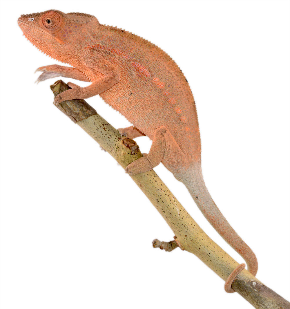 Panther Chameleon - Furcifer Pardalis - Ambilobe Female Bolt - Canvas Chameleons (2).jpg