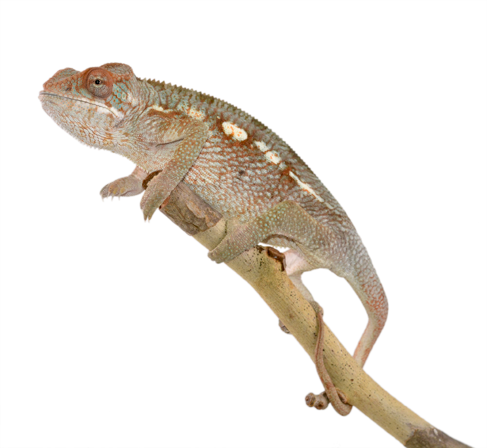 Panther Chameleon - Furcifer Pardalis - Ambilobe Female Diablo - Canvas Chameleons (1).jpg