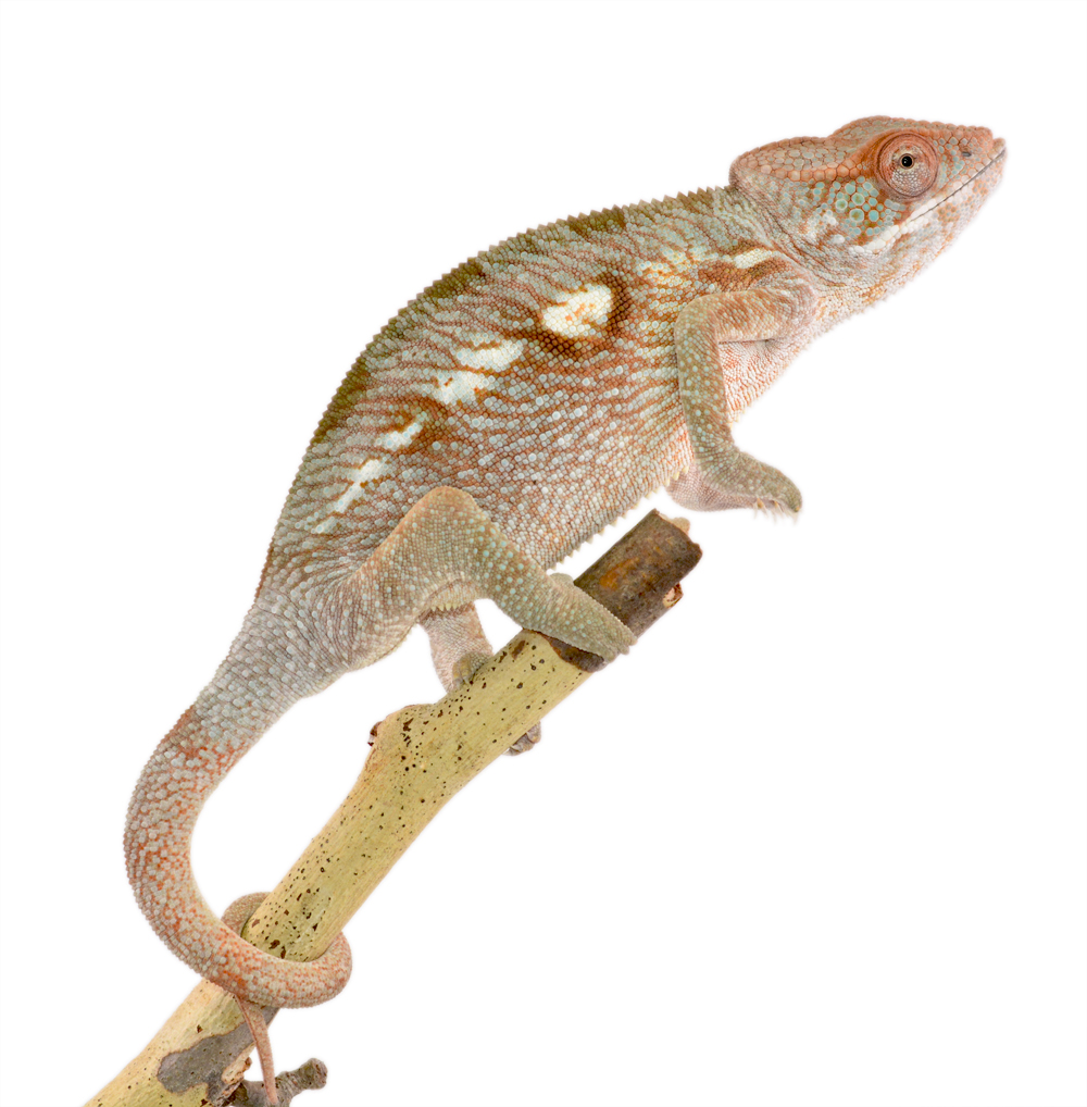 Panther Chameleon - Furcifer Pardalis - Ambilobe Female Diablo - Canvas Chameleons (2).jpg