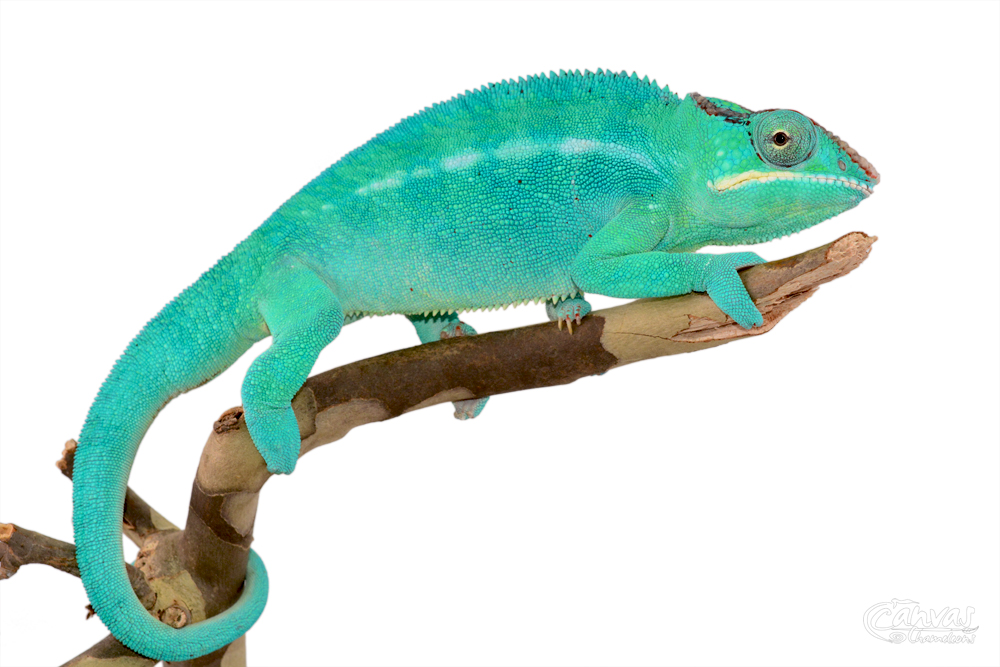 Panther Chameleon - Furcifer Pardalis - Nosy Be Stitch - Canvas Chameleons (2) Watermark.jpg