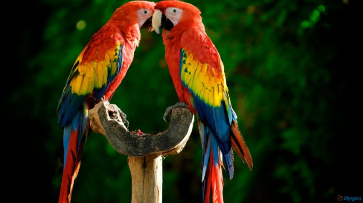 parrot-2.jpg.cf.jpg