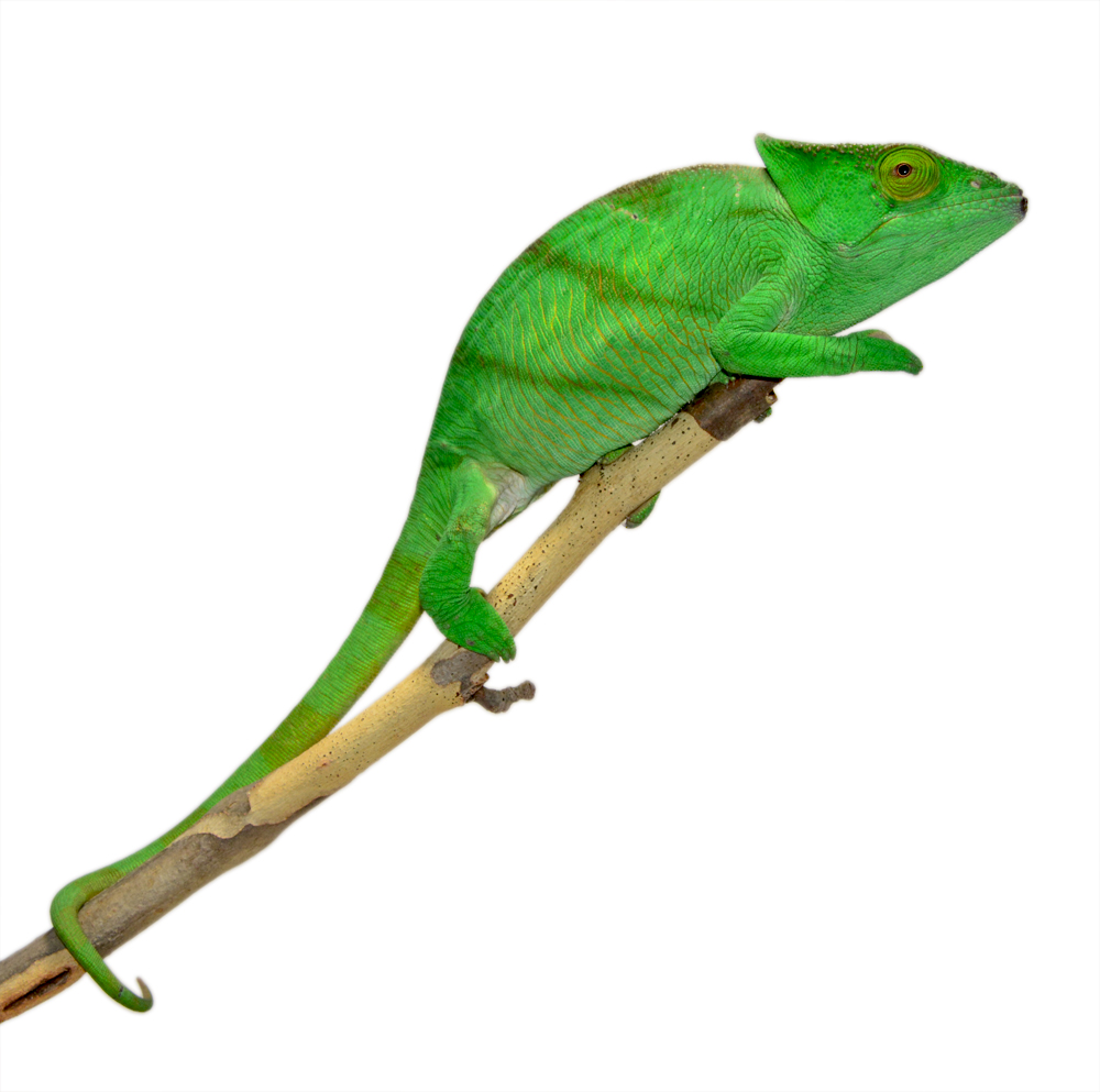 Parsoni Female 1 - Canvas Chameleons  Small (1).jpg