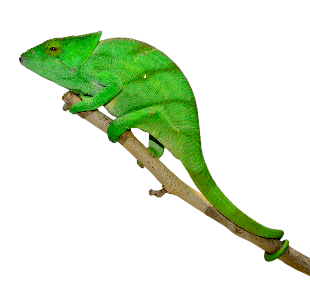 Parsoni Female 1 - Canvas Chameleons Small (2).jpg