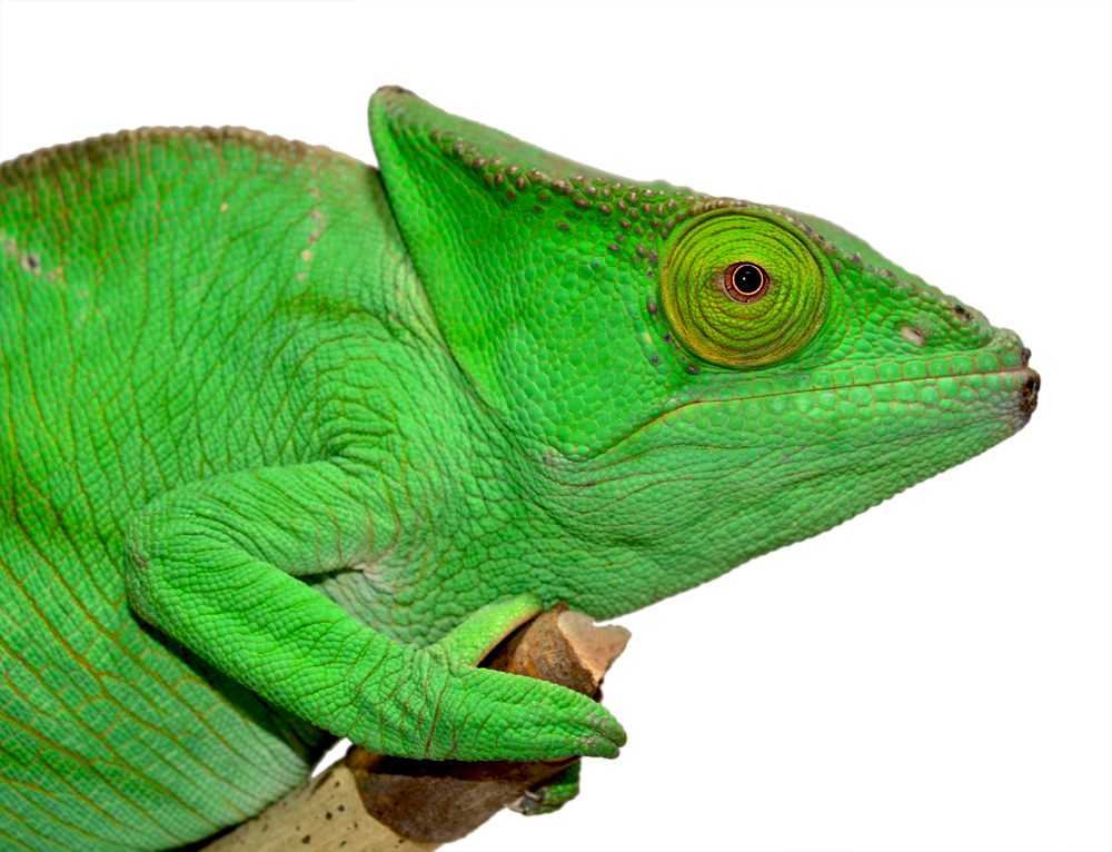 Parsoni Female 1 - Canvas Chameleons Small (3).jpg