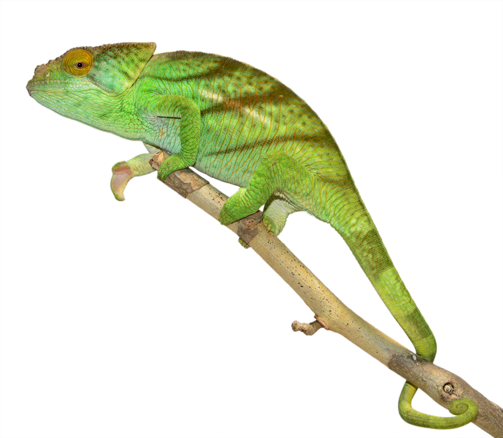 Parsoni Male 1 - Canvas Chameleons Small (1).jpg