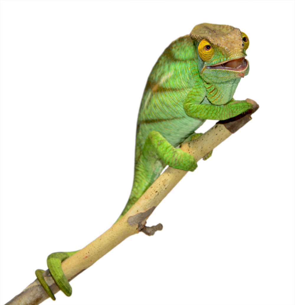 Parsoni Male 1 - Canvas Chameleons Small (2).jpg