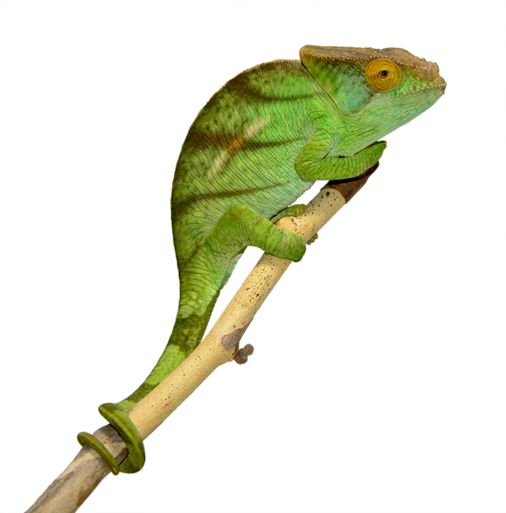 Parsoni Male 1 - Canvas Chameleons Small (3).jpg