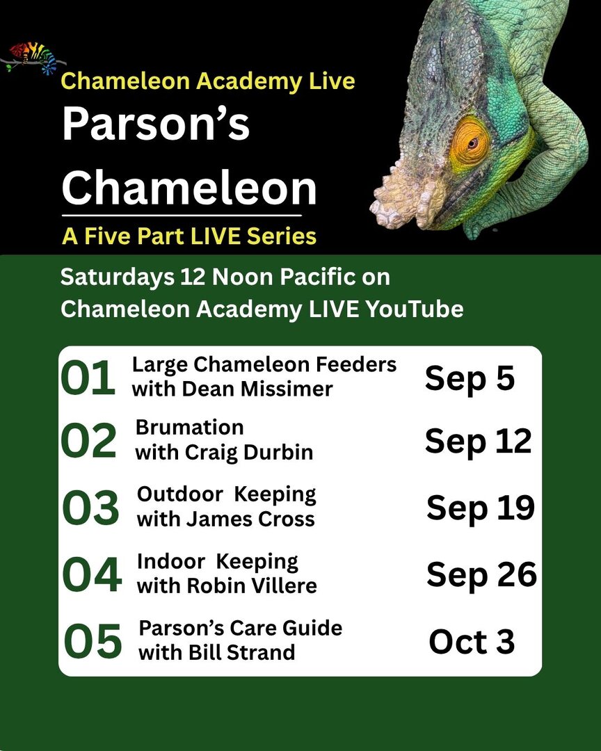 Parsons chameleon Live.jpg