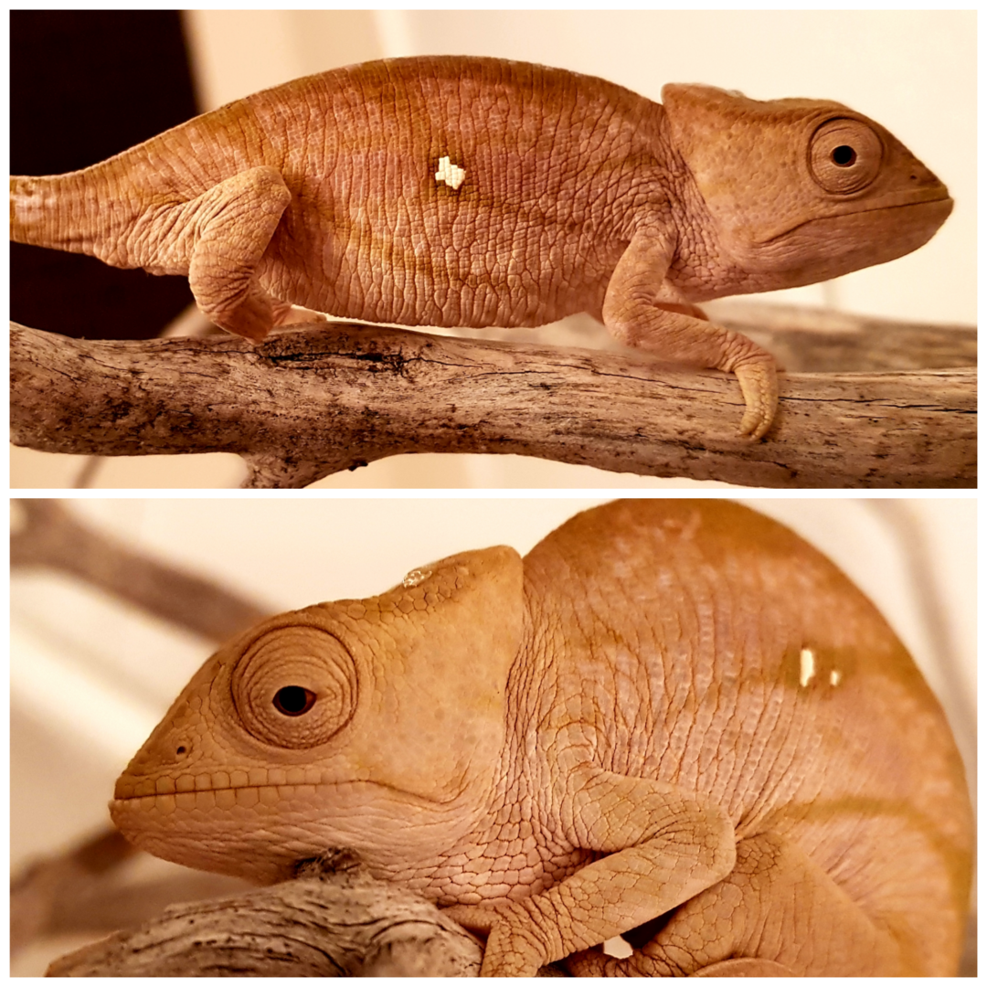 YL Parson's help identifying MALE or FEMALE. | Chameleon Forums