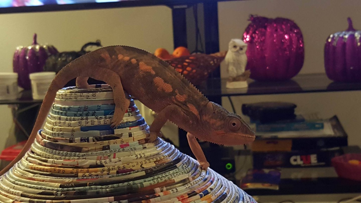 peaches halloween.jpg