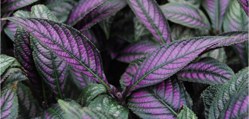 Persian-Shield-Costa-Farms-Perennial-Hero.jpg