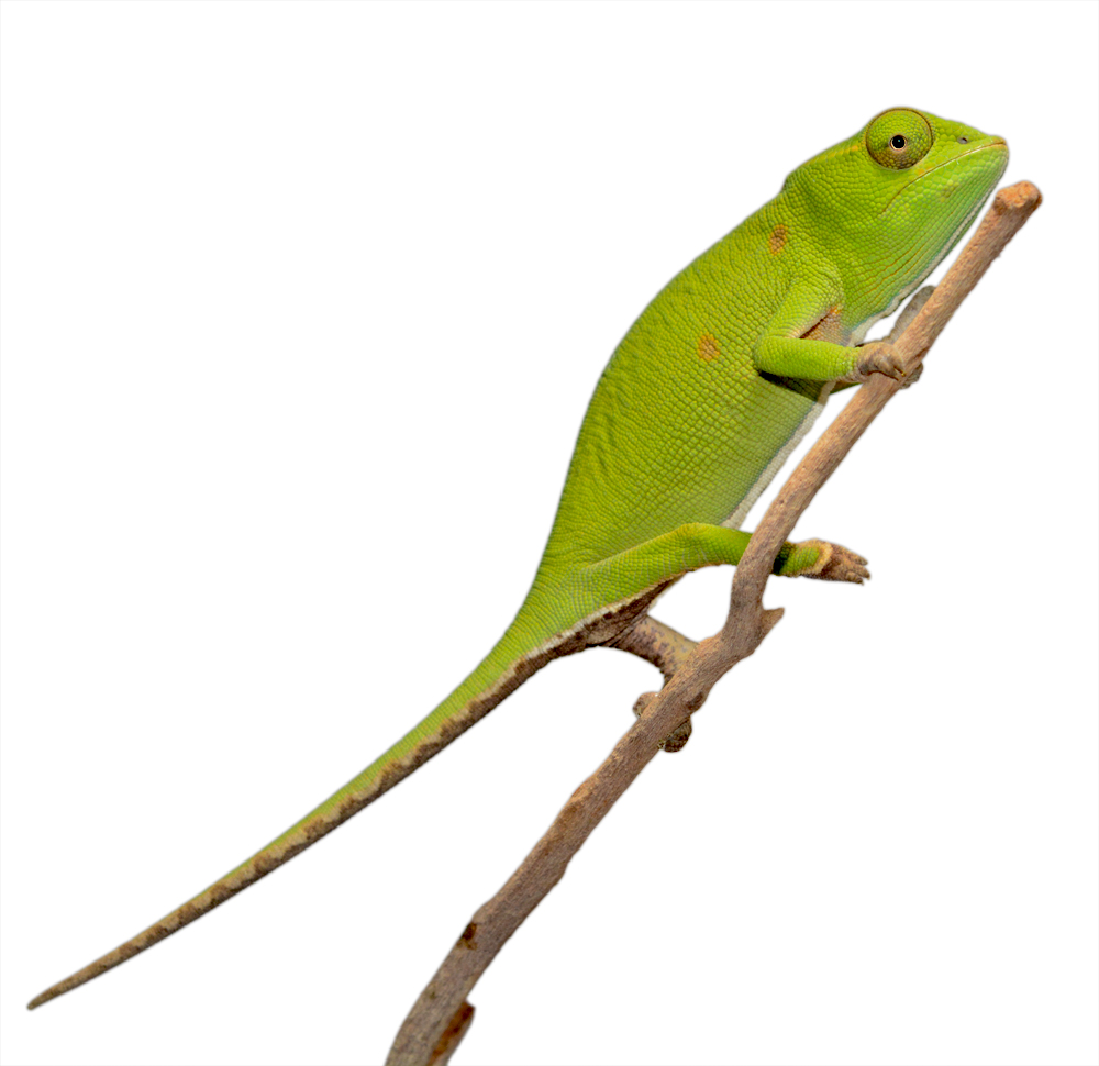 Petteri Female -Captive Born - Canvas Chameleons (1) Small.jpg
