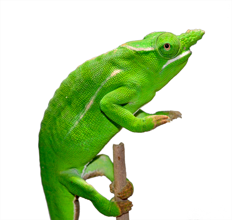 Petteri Male Adult - Canvas Chameleons Small (1).jpg