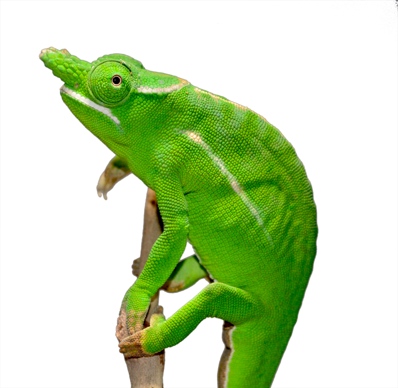Petteri Male Adult - Canvas Chameleons Small (2).jpg