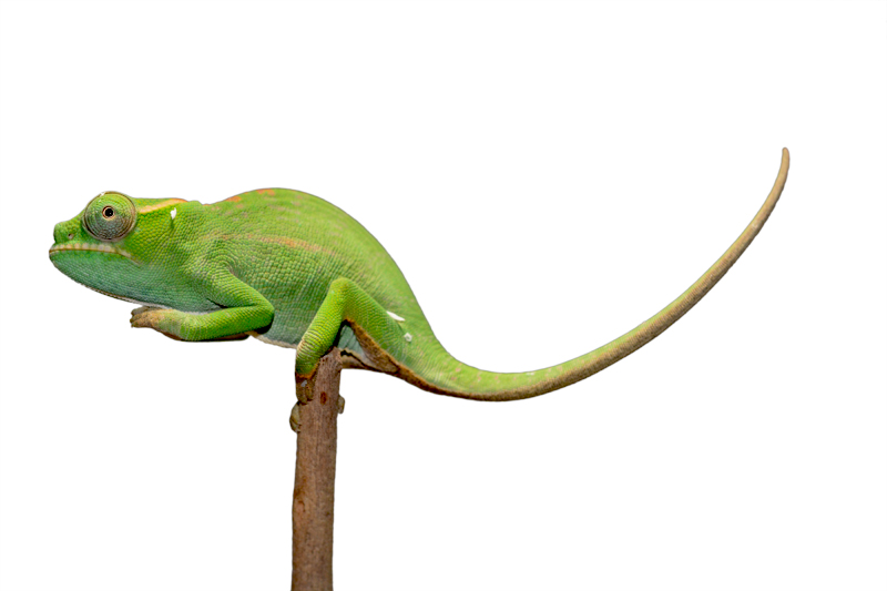 Petteri Male Baby - Canvas Chameleons Small (1).jpg