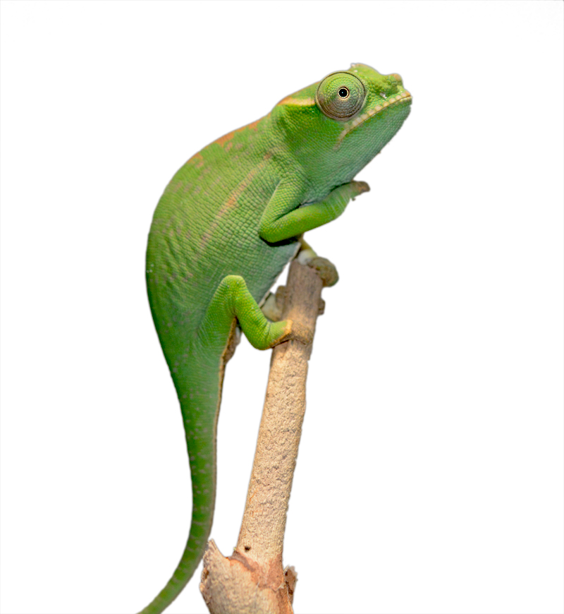Petteri Male Baby - Canvas Chameleons Small (2).jpg