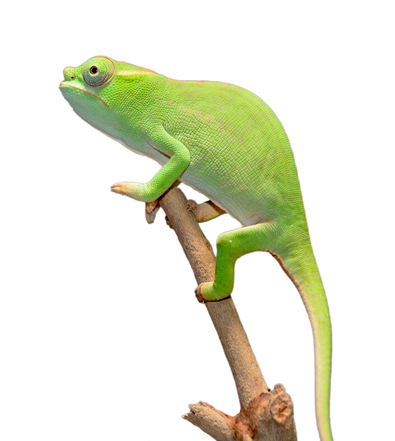 Petteri Male Baby - Canvas Chameleons Small (3).jpg