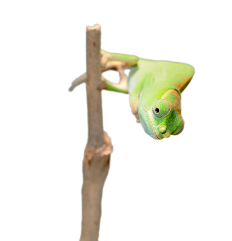 Petteri Male Baby - Canvas Chameleons Small (4).jpg
