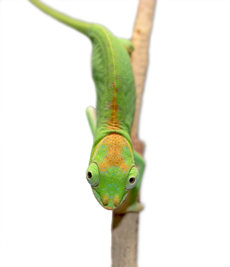Petteri Male Baby - Canvas Chameleons Small (6).jpg