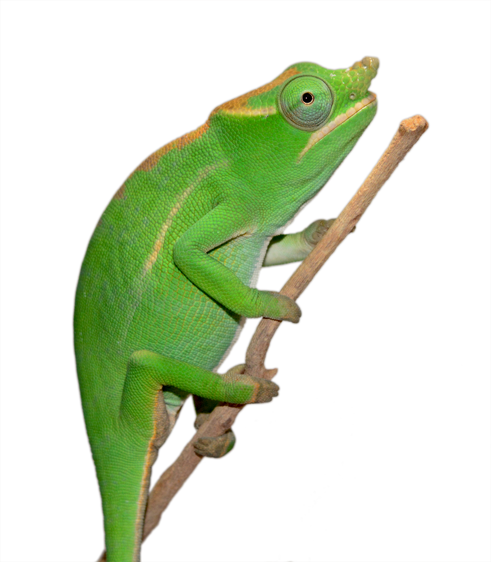 Petteri Male -Captive Born - Canvas Chameleons (1) small.jpg