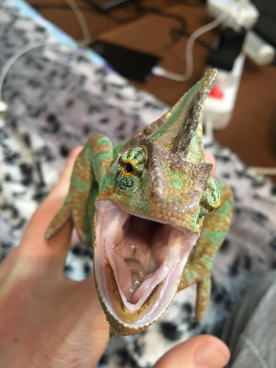 Chameleon mouth is strange | Chameleon Forums